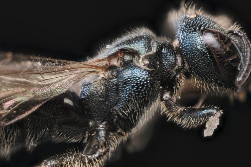 Ceratina cyanea